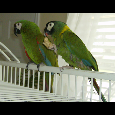 Cuddles & Agadore- severe & yellow collared mini macaws