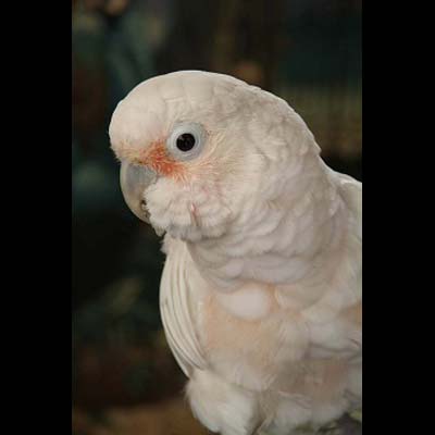 Lori - Goffins Cockatoo