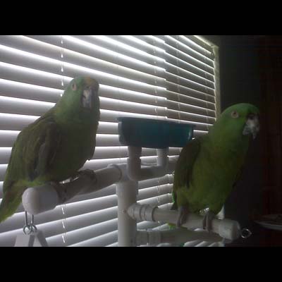 Louie & Nemo - Yellow Nape Amazons