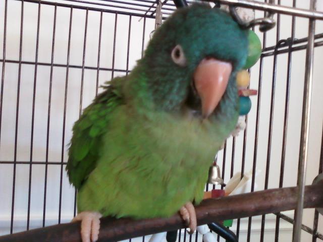 bird