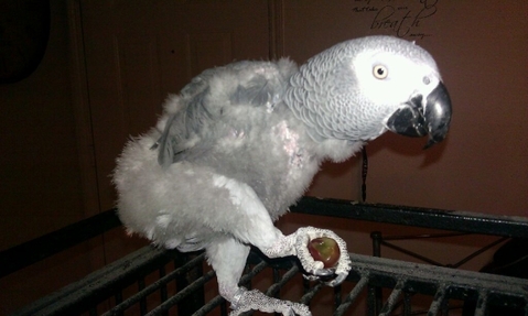 grey