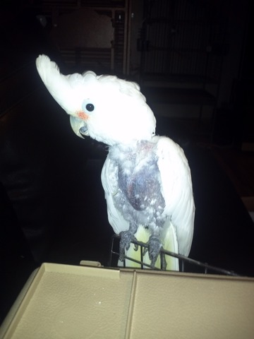 romeo_goffins