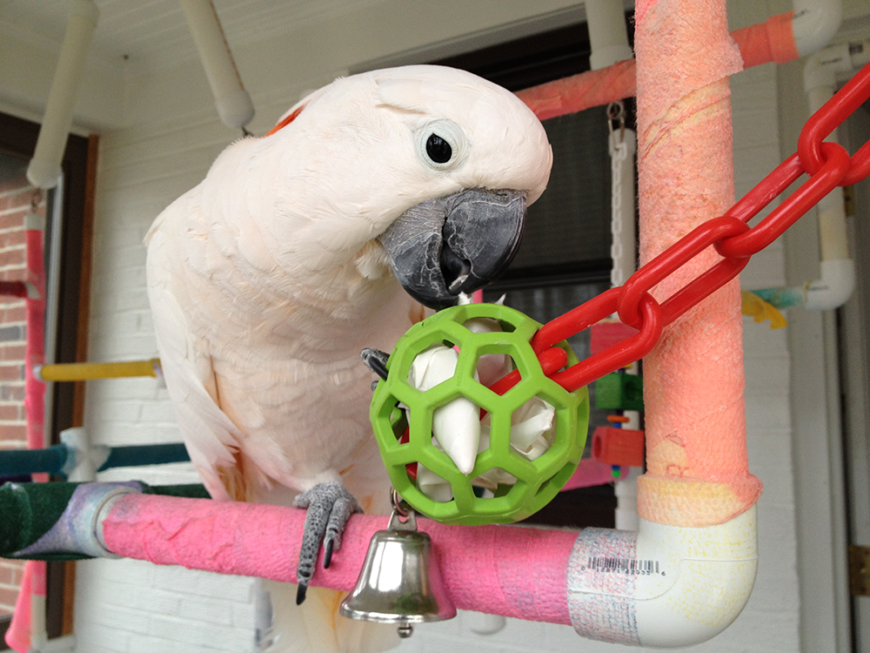 Caring for Parrots Wasatch Avian Education Society