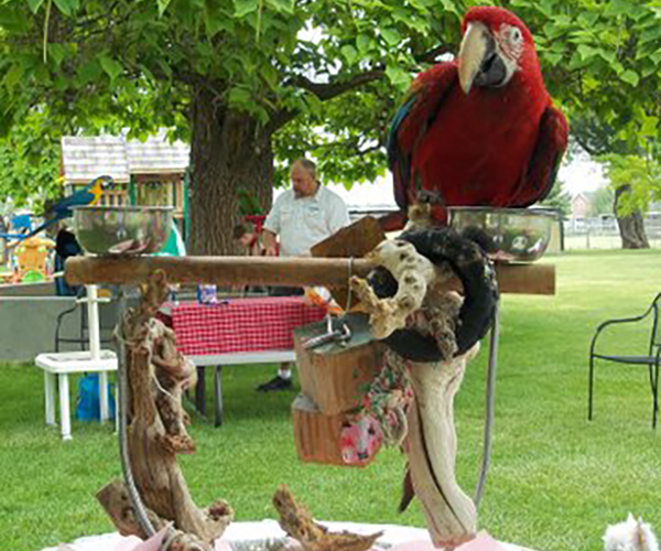 Get Involved Wasatch Avian Education Society