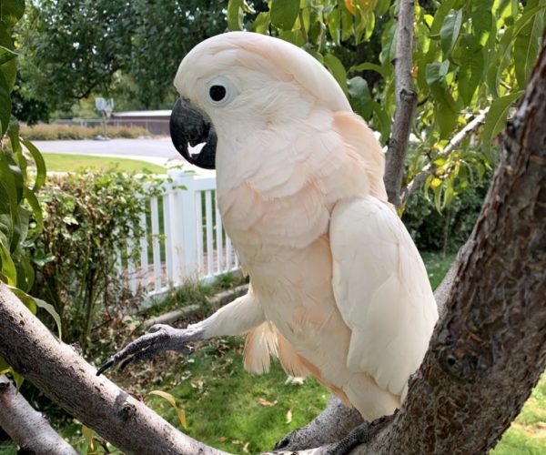 Get Involved Wasatch Avian Education Society